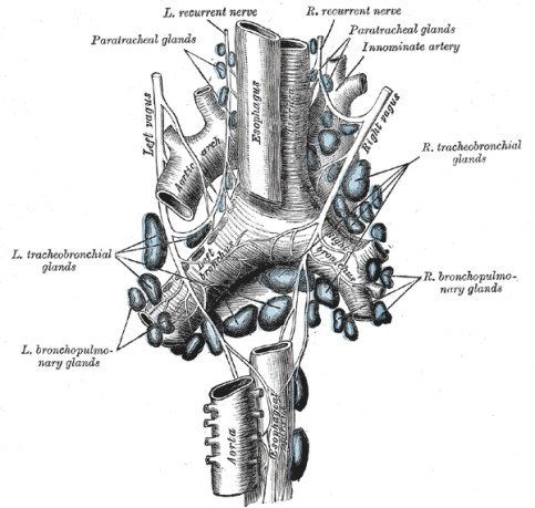7475recurrent-laryngeal-nerve-lge
