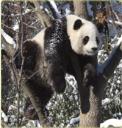 panda.jpg