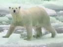 polarbear.jpg