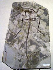 Microraptor Fossil