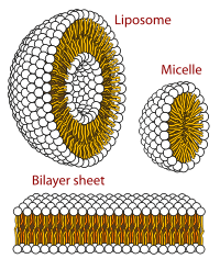 200px-phospholipids_aqueous_solution_structuressvg-copy