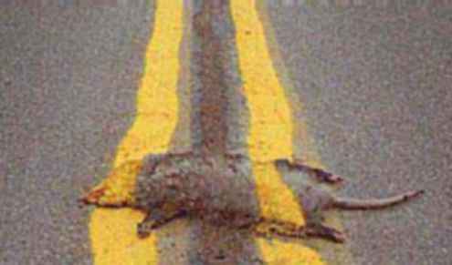 road-kill