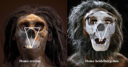 skulls with trinagulation