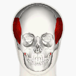 Temporal_muscle_animation
