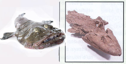 tiktaalik and monkfish
