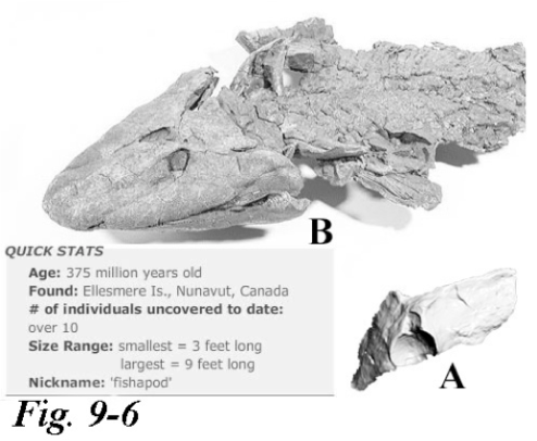 tiktaalik web pix